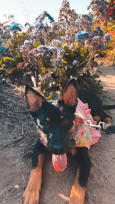 Maze, Adoptable, Young Female Belgian Shepherd / Malinois & German Shepherd Dog.