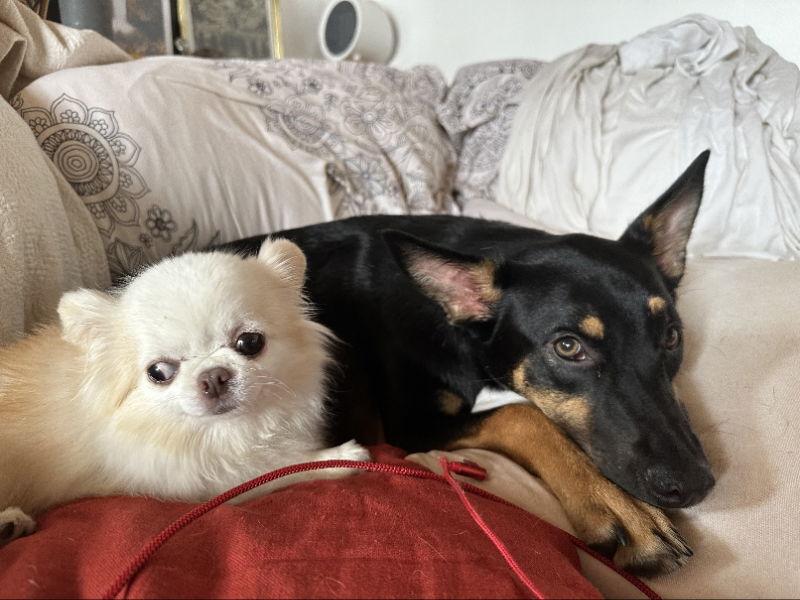 Enlarge Maze, a Adoptable mixed breed in San Diego, CA image 3/3