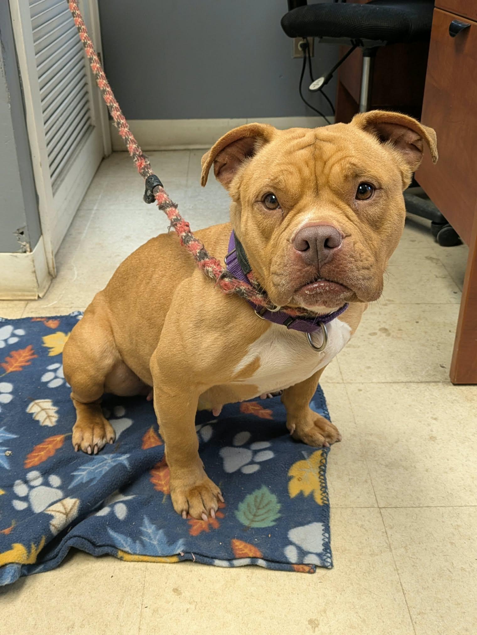 Enlarge Marigold, a Adoptable American Bully in Brockton, MA image 4/5