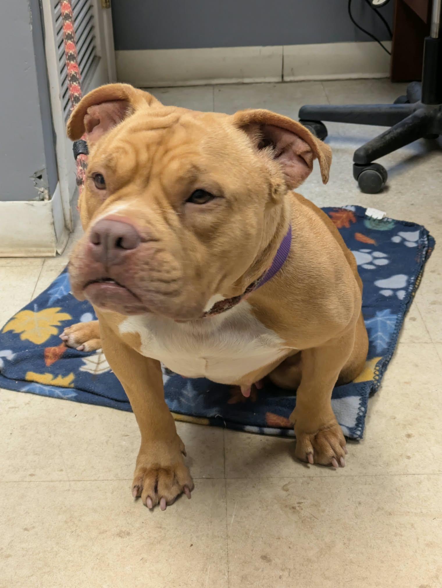 Marigold, Adoptable, Young Female American Bully.
