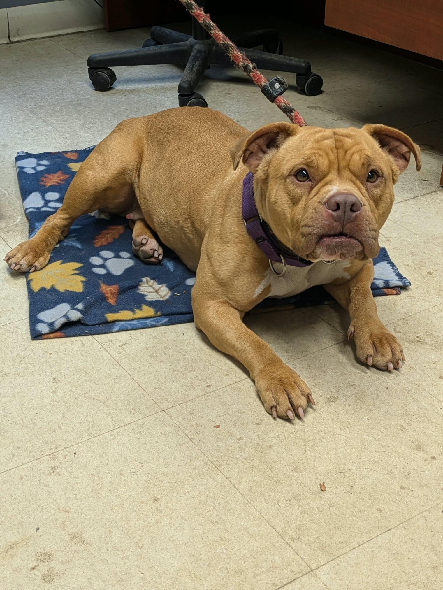 Enlarge Marigold, a Adoptable American Bully in Brockton, MA image 2/5
