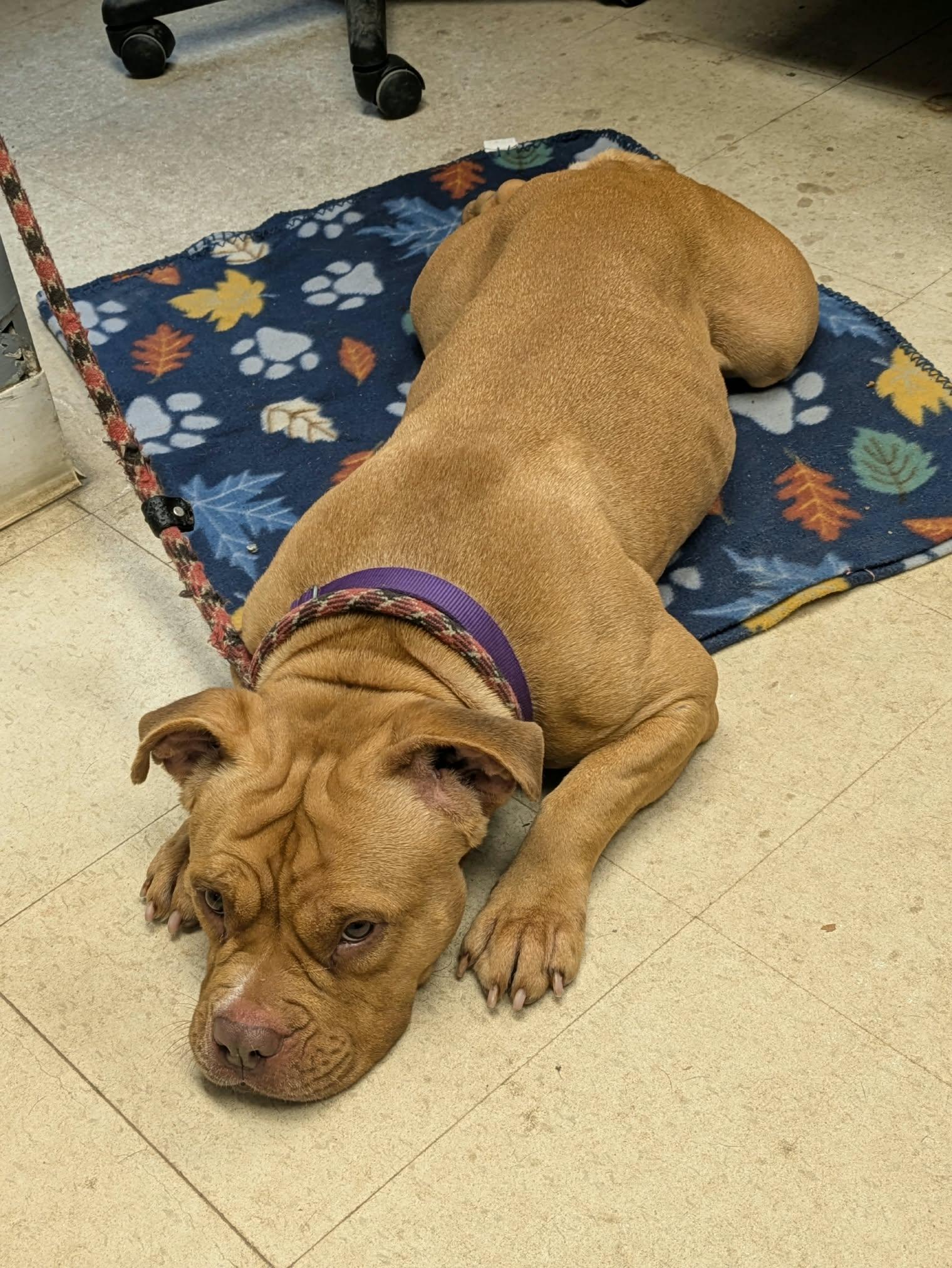 Enlarge Marigold, a Adoptable American Bully in Brockton, MA image 3/5