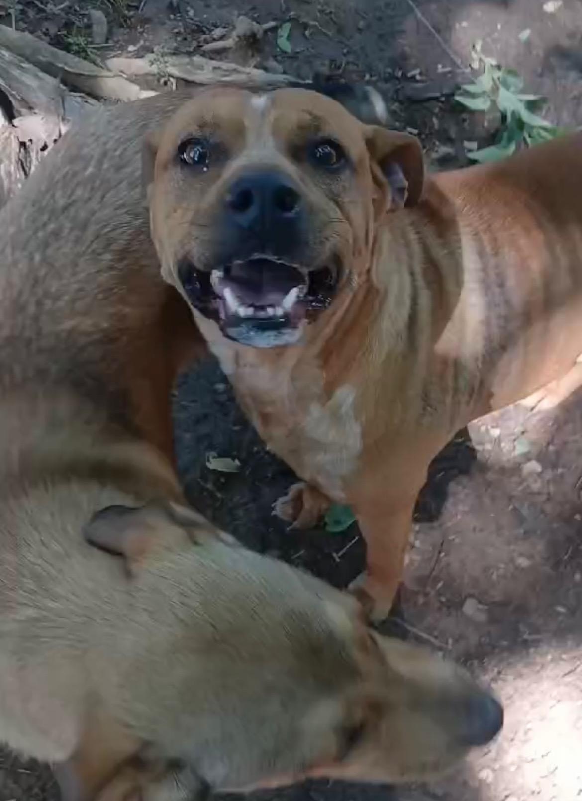 Pete, Adoptable, Young Male Pit Bull Terrier & Labrador Retriever.