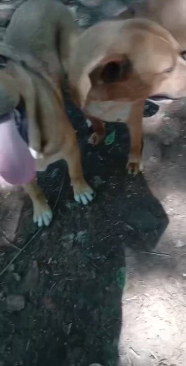 Enlarge Pete, a Adoptable mixed breed in East Dundee , IL video 4/4