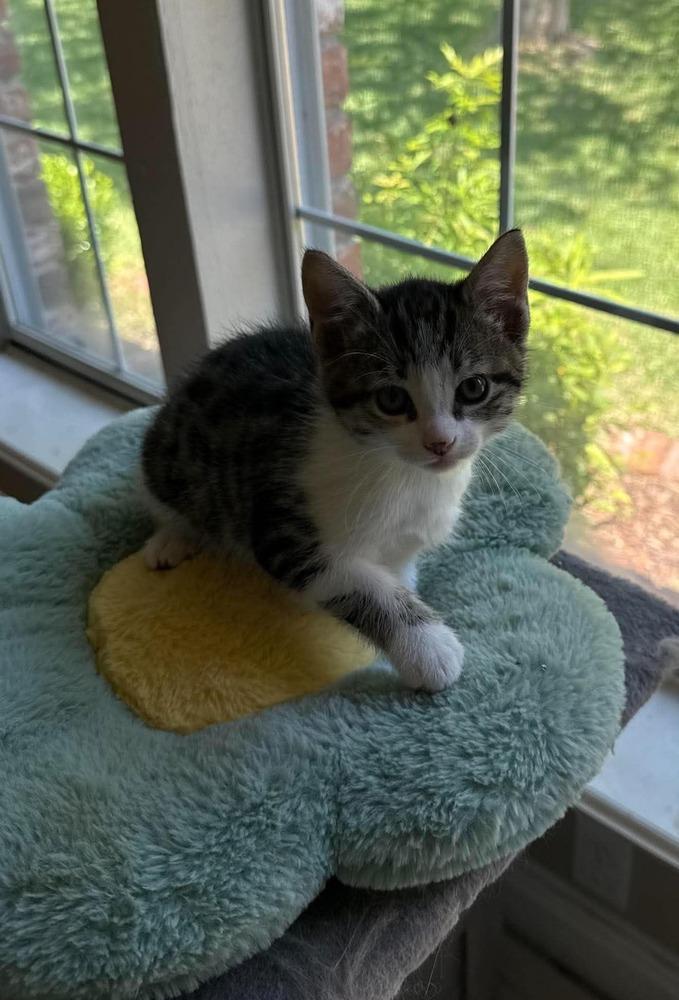 Sandy, Adoptable, Kitten Female Domestic Short Hair.