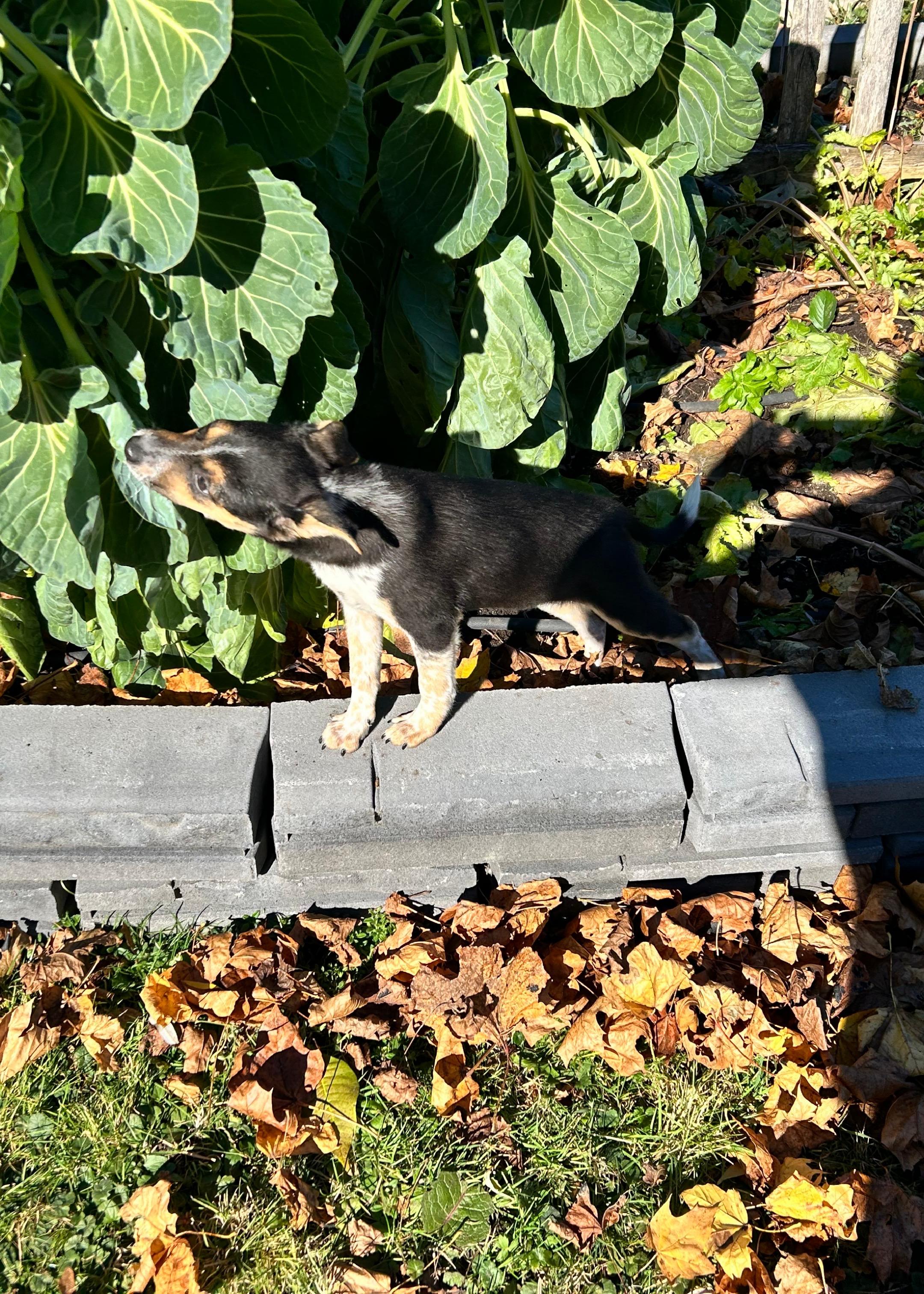 Ghost, a Adoptable mixed breed in Rockland, ME image 1/4
