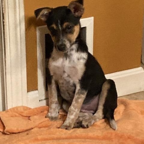 Ghost, a Adoptable mixed breed in Rockland, ME image 2/4