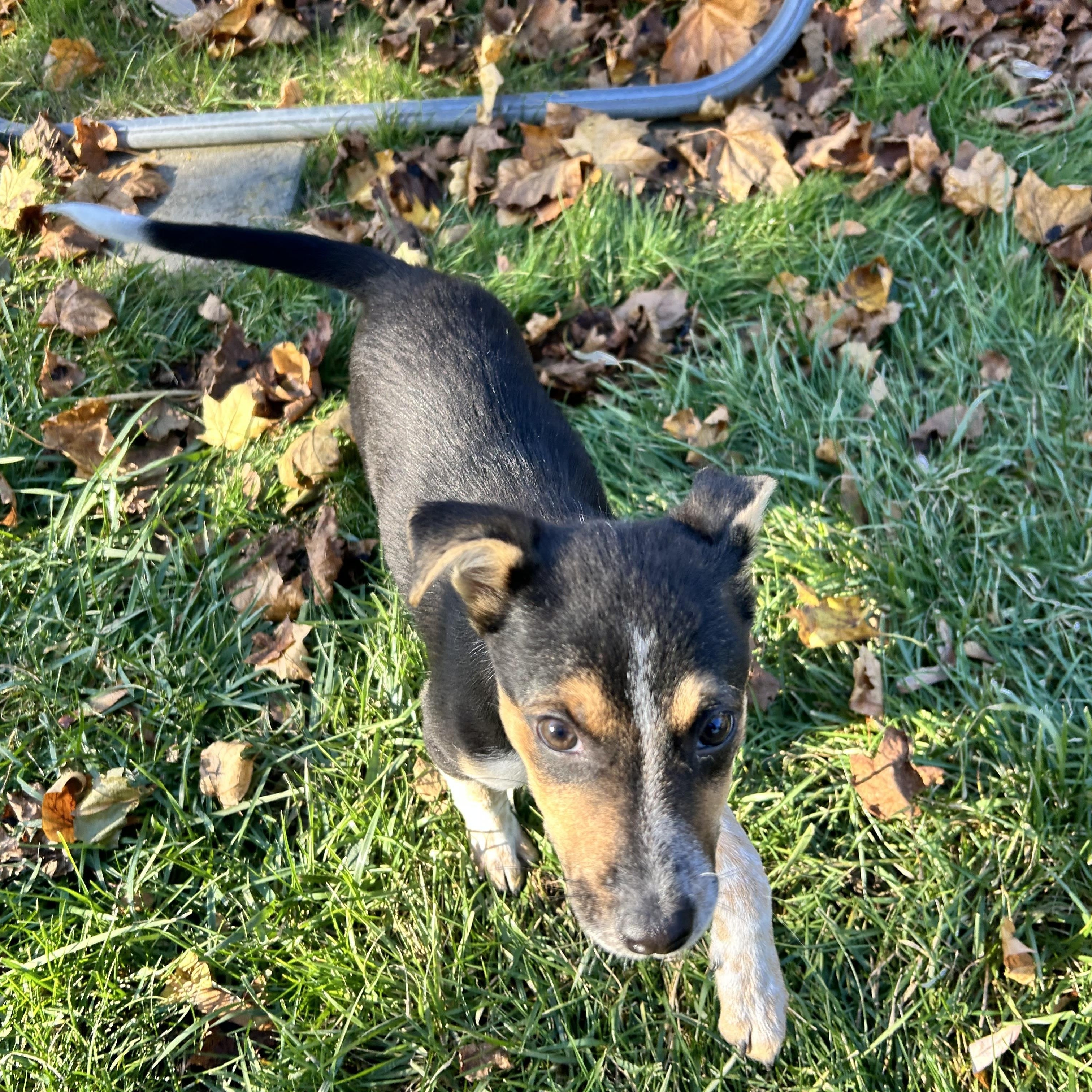 Ghost, a Adoptable mixed breed in Rockland, ME image 3/4