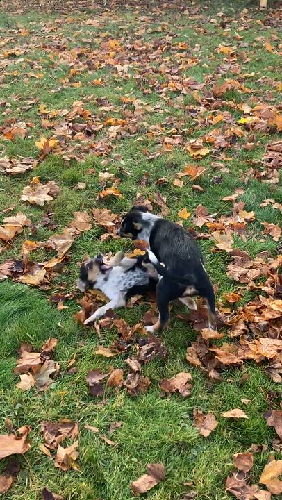 Enlarge Ghost, a Adoptable mixed breed in Rockland, ME video 4/4