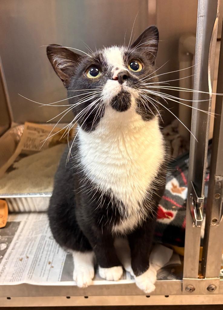Miso, Adoptable, Young Male Domestic Short Hair.
