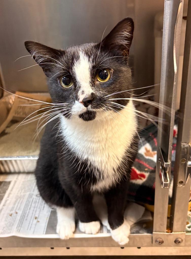 Enlarge Miso, a Adoptable mixed breed in Detroit, MI image 4/4