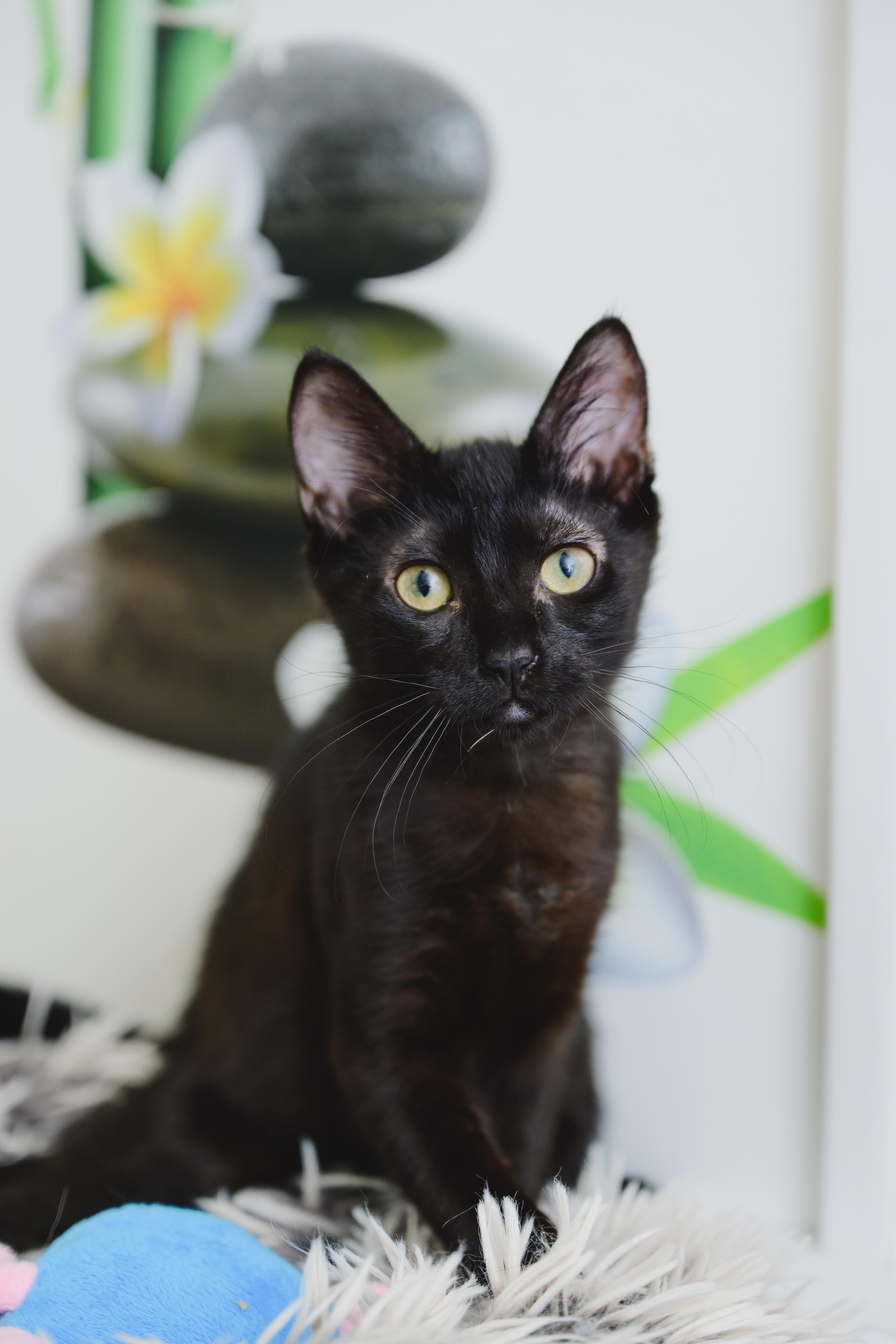 Sprite, Adopted, Young Female Domestic Short Hair.