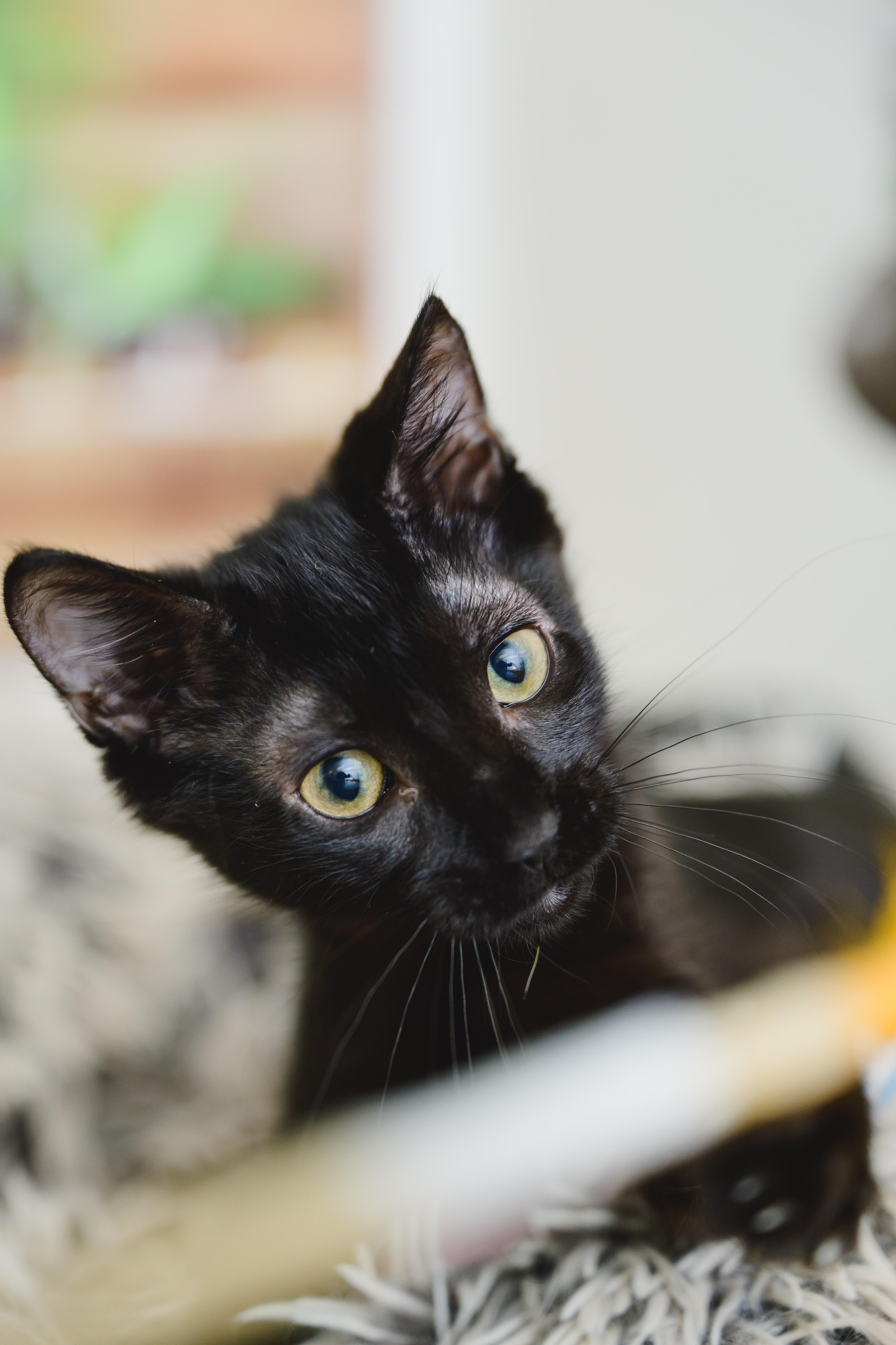 Enlarge Sprite, a Adopted mixed breed in Honolulu, HI image 2/6