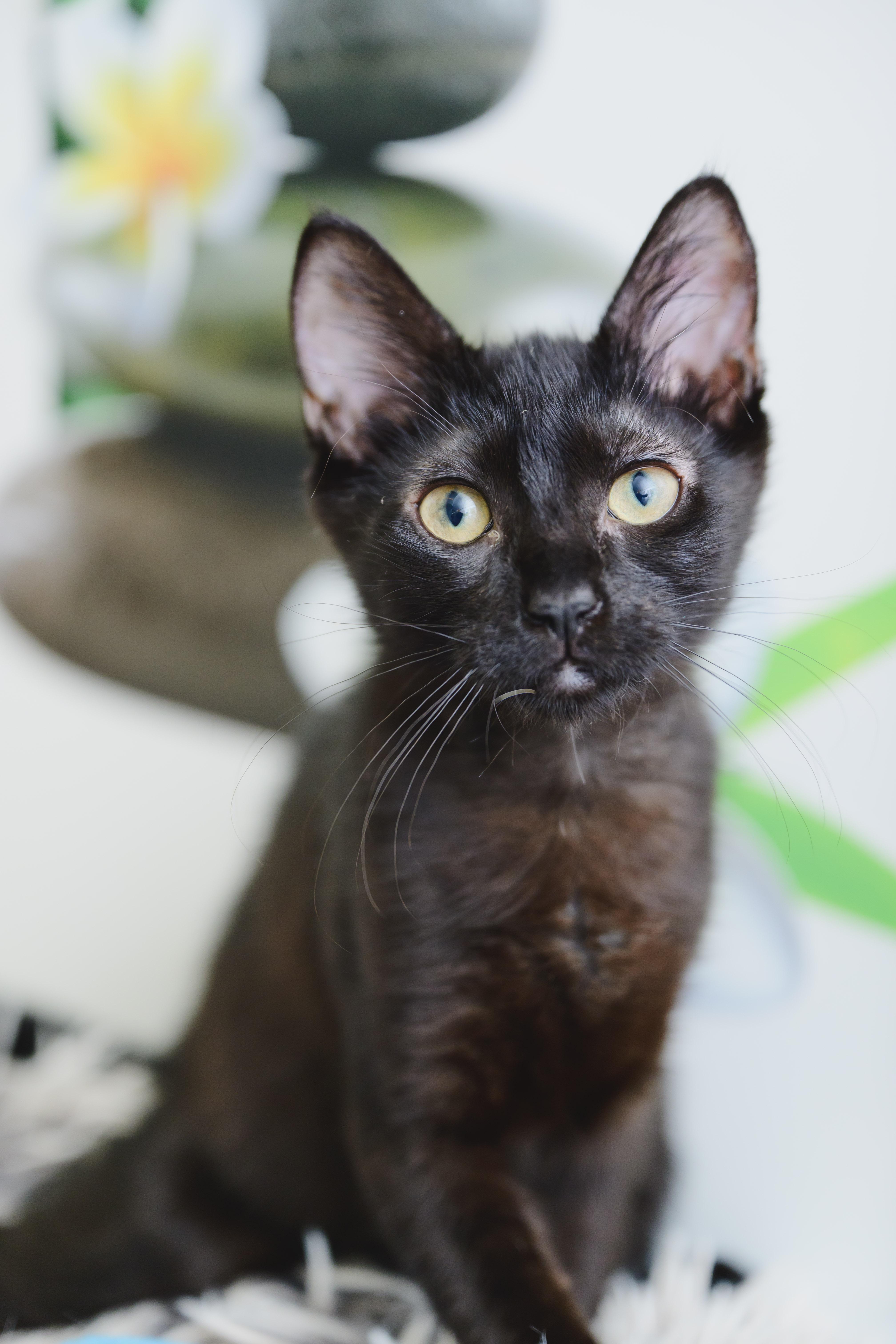 Enlarge Sprite, a Adopted mixed breed in Honolulu, HI image 3/6