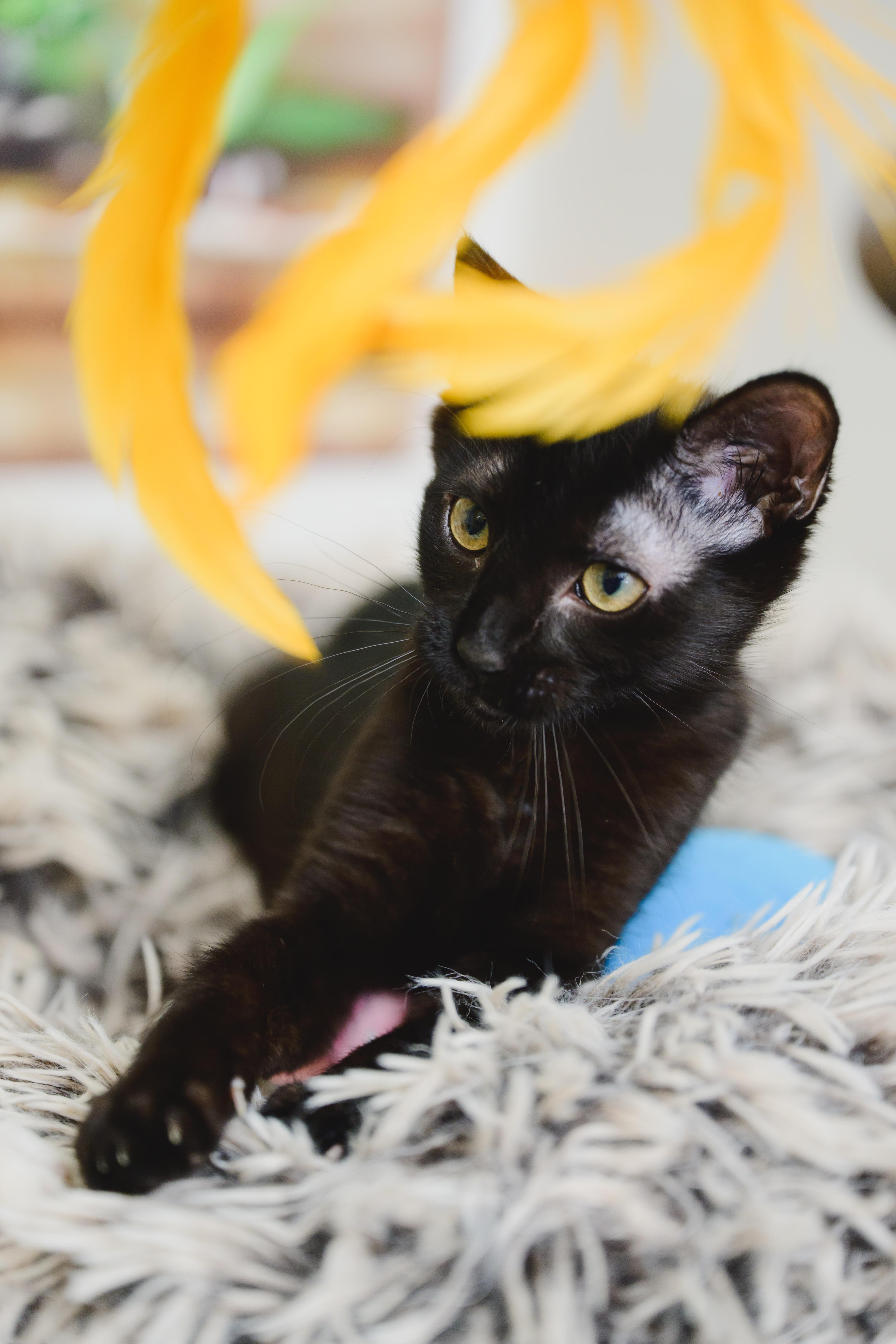 Enlarge Sprite, a Adopted mixed breed in Honolulu, HI image 4/6