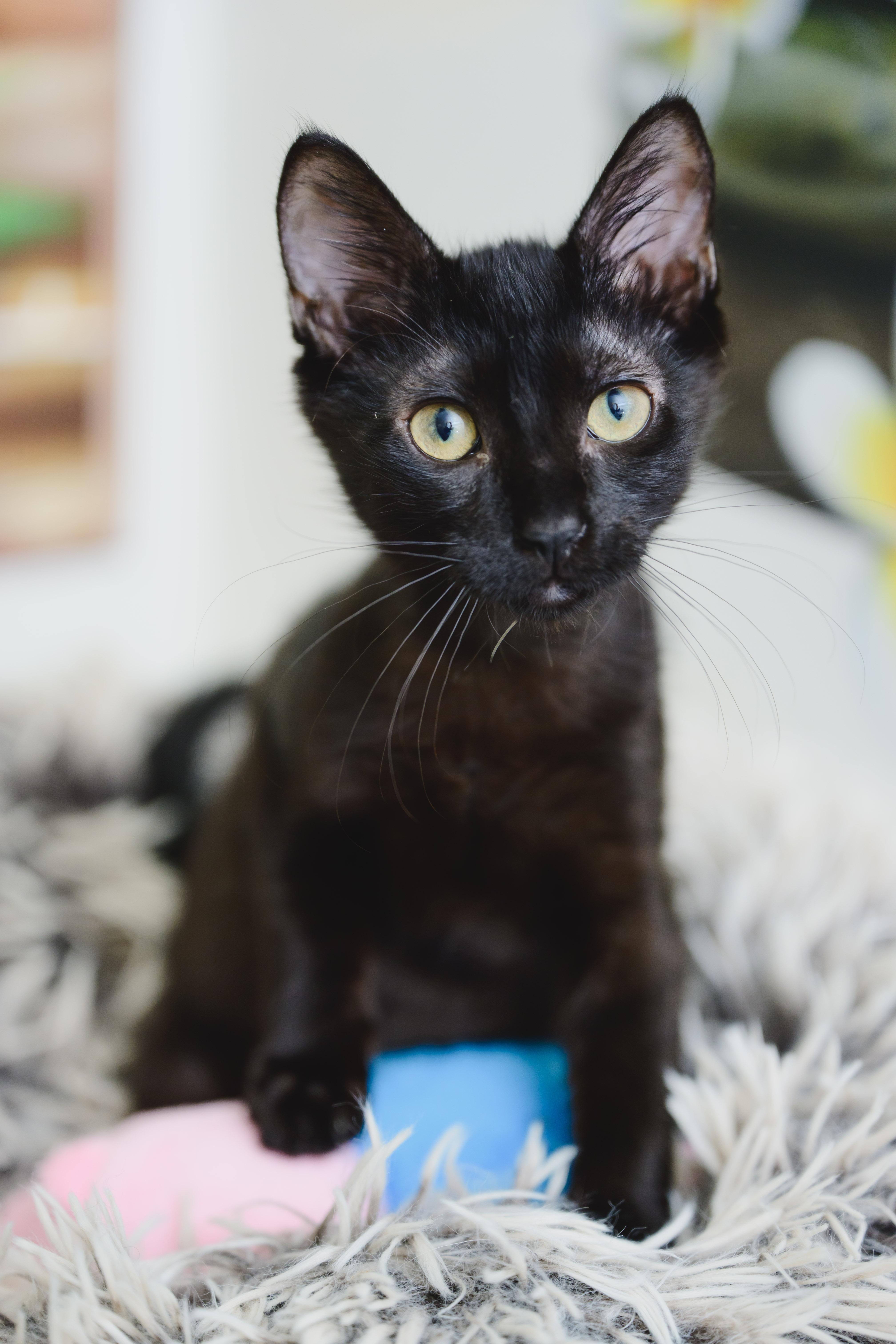 Enlarge Sprite, a Adopted mixed breed in Honolulu, HI image 5/6