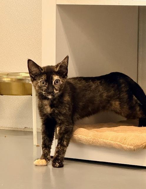 Phoenix, ADOPTABLE, Kitten Female Domestic Short Hair.