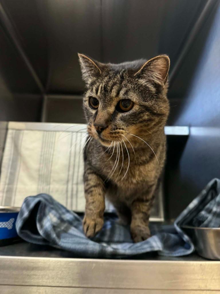 Enlarge Cat-Tastic, a Adoptable mixed breed in Grand Forks, ND image 1/2