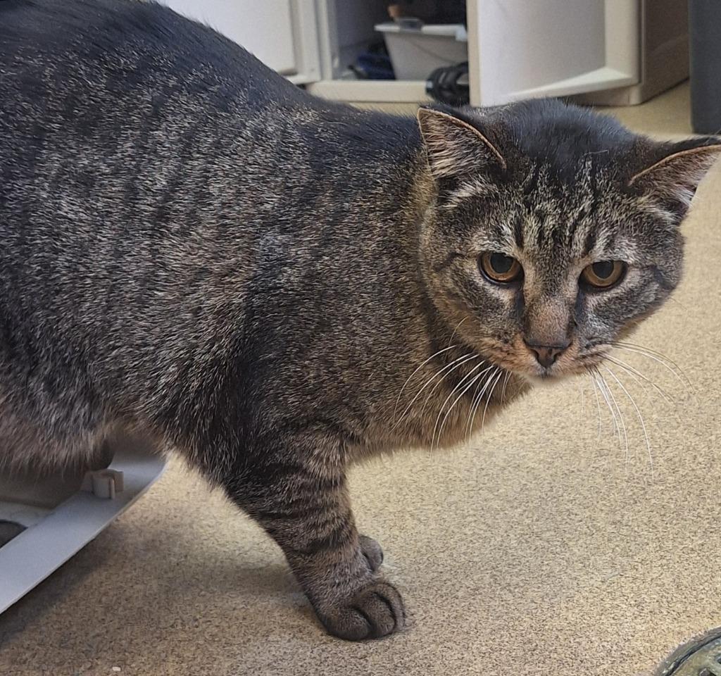 Enlarge Cat-Tastic, a Adoptable mixed breed in Grand Forks, ND image 2/2