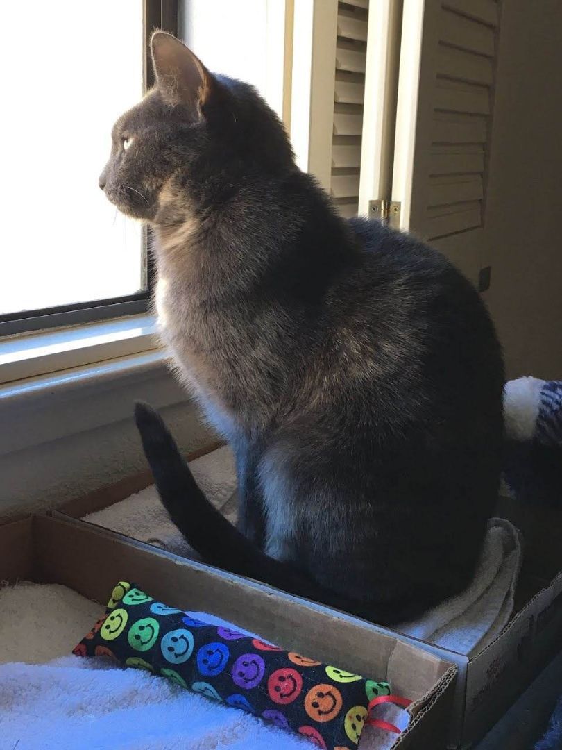 Enlarge Martini, a Adoptable Calico in Brentwood, CA image 1/10