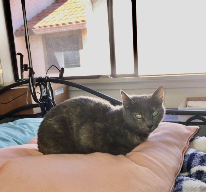 Enlarge Martini, a Adoptable Calico in Brentwood, CA image 3/10