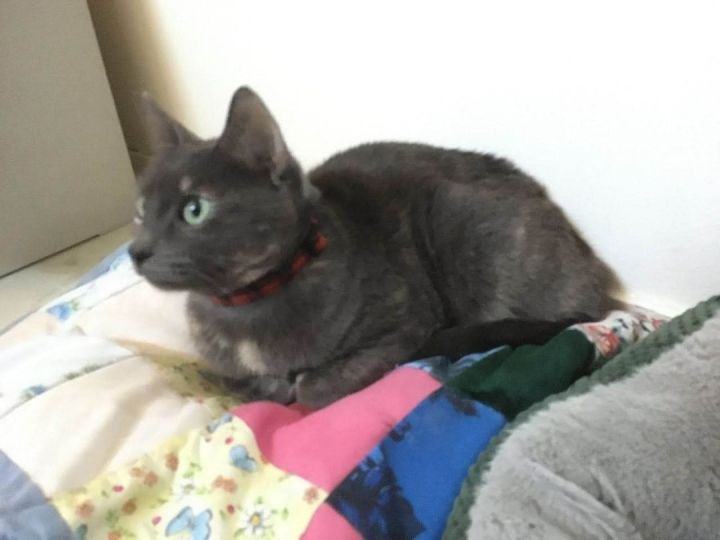Martini, Adult Female Calico