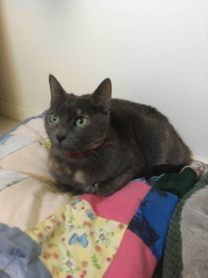 Enlarge Martini, a Adoptable Calico in Brentwood, CA image 5/10