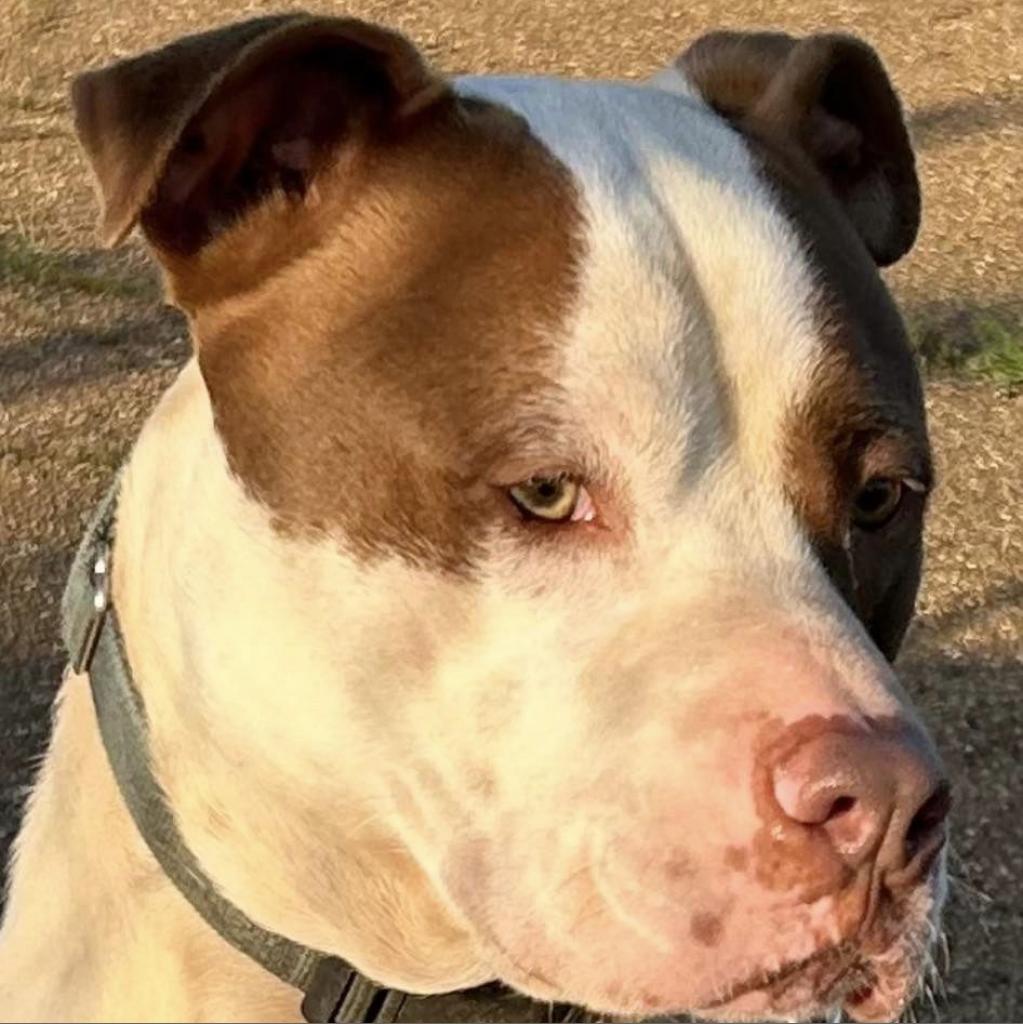 Nino, a Adoptable mixed breed in Natchitoches, LA image 3/6