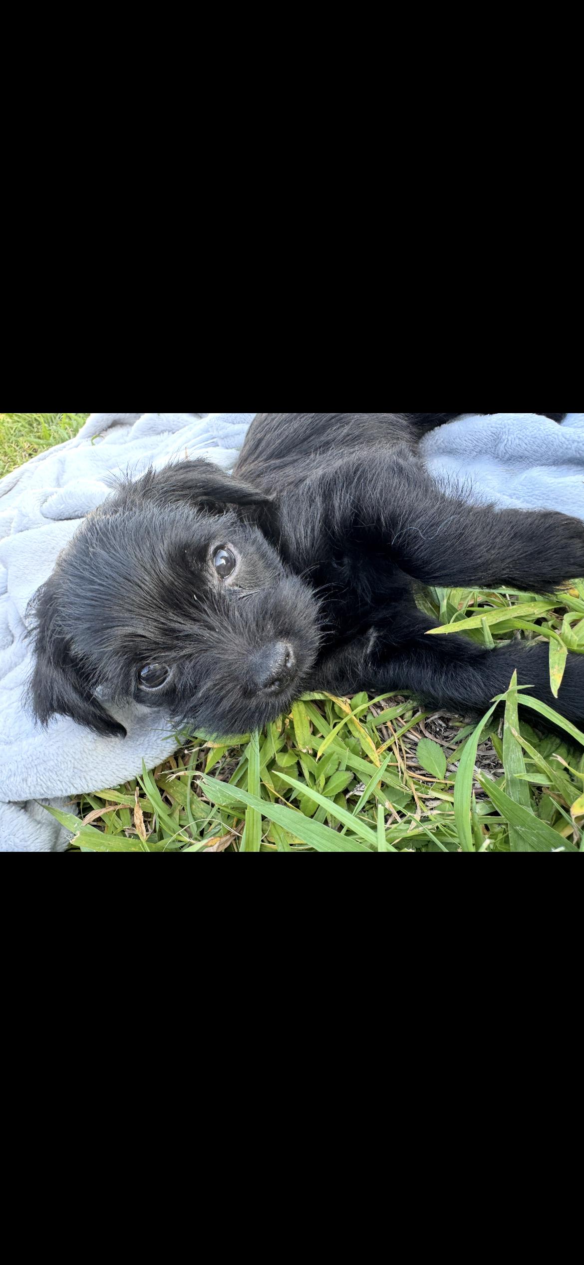 Enlarge Mocha, a ADOPTABLE mixed breed in Port Saint Lucie, FL image 2/5