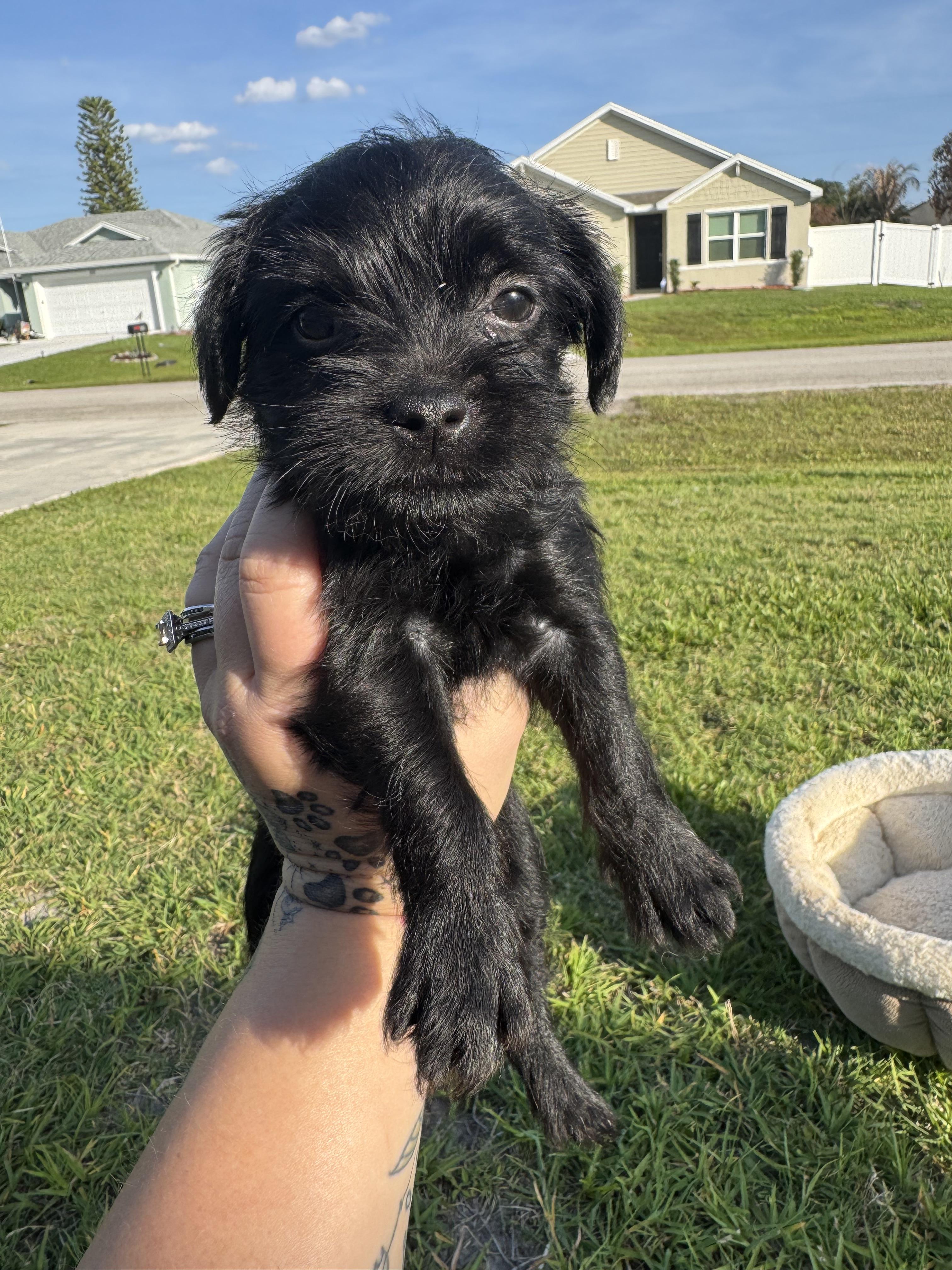 Enlarge Mocha, a ADOPTABLE mixed breed in Port Saint Lucie, FL image 1/5