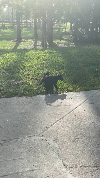 Enlarge Mocha, a ADOPTABLE mixed breed in Port Saint Lucie, FL video 5/5