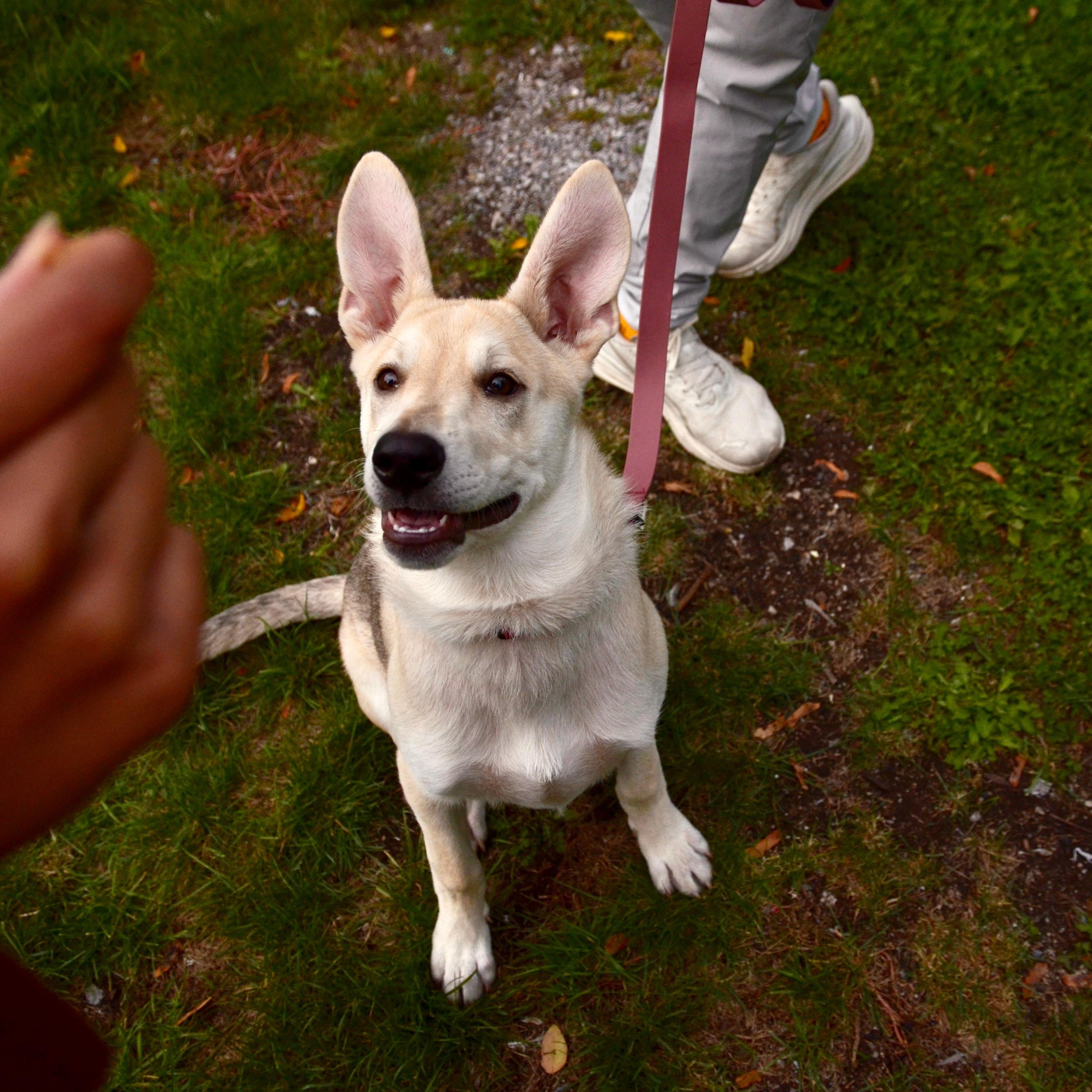 Enlarge Desi, a Adopted mixed breed in Oakville, ON image 3/6