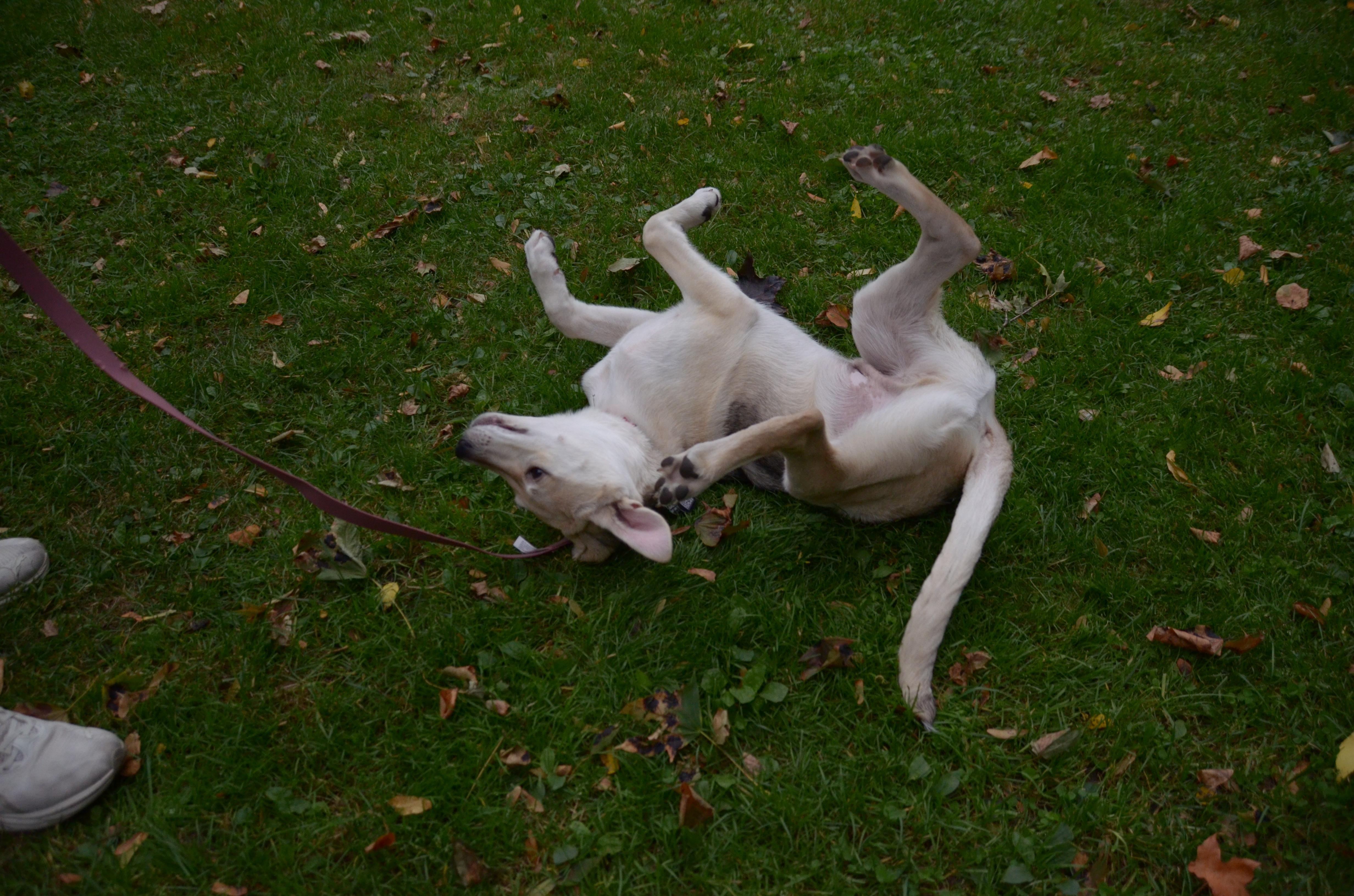 Enlarge Desi, a Adopted mixed breed in Oakville, ON image 6/6