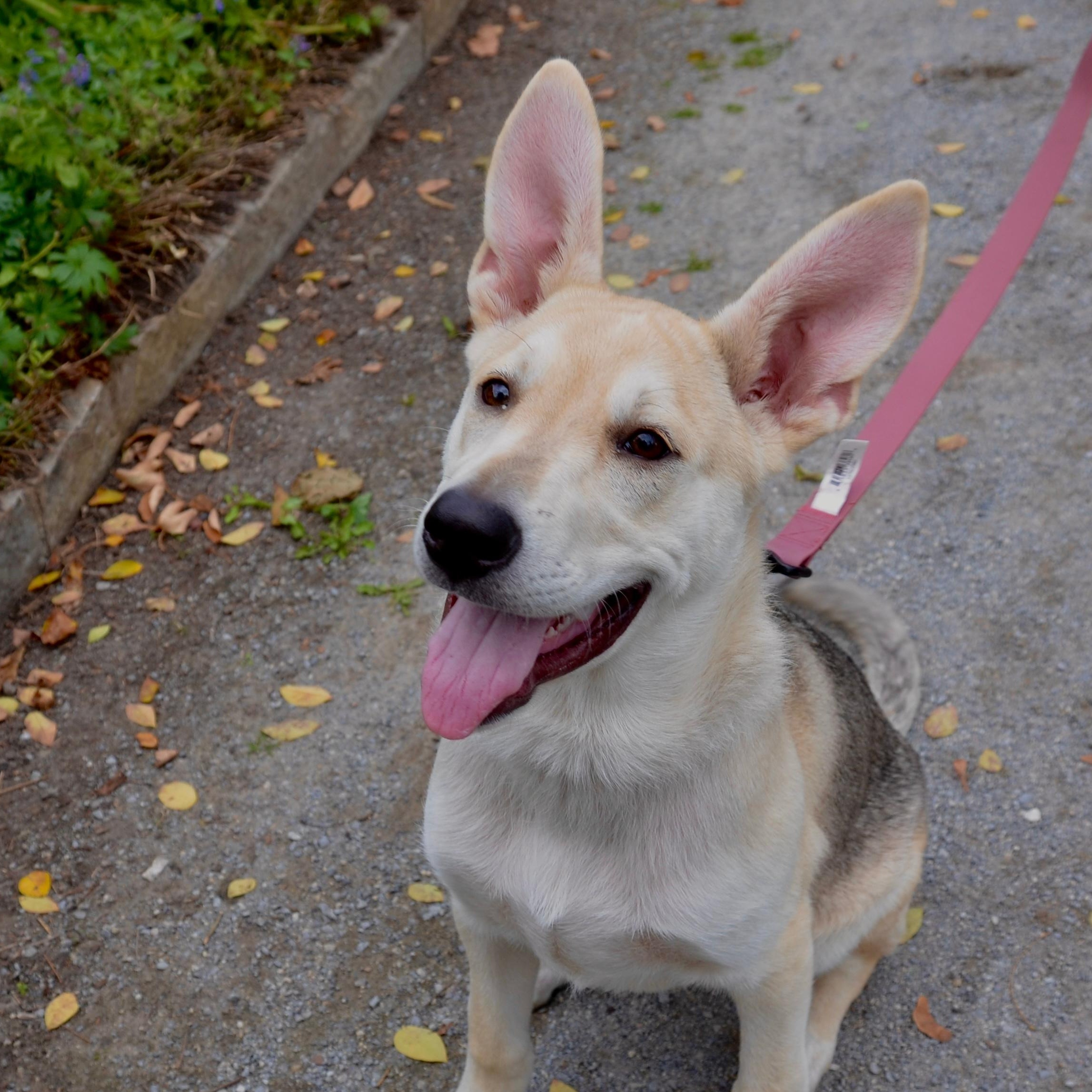 Enlarge Desi, a Adopted mixed breed in Oakville, ON image 1/6