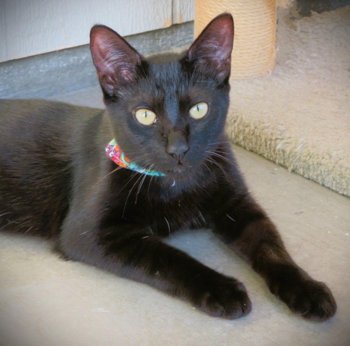 Orchid, Adoptable, Young Female Domestic Short Hair.