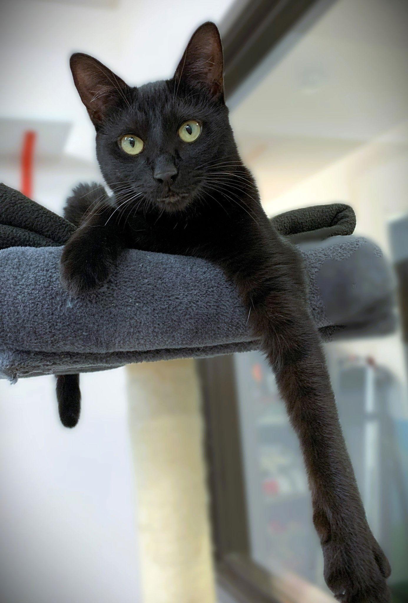 Orchid, a Adoptable Domestic Short Hair in Seal Beach, CA image 2/3