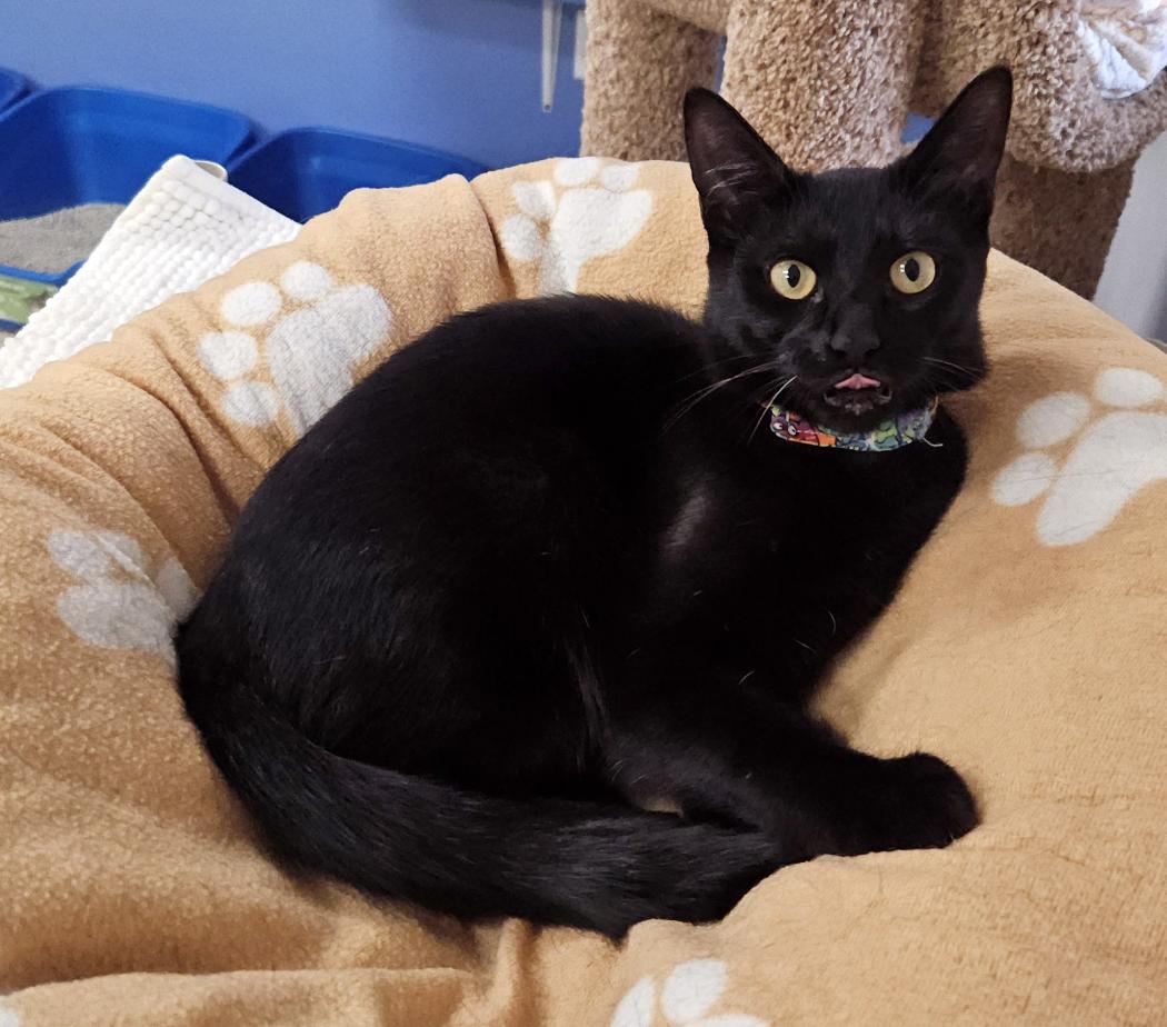 Orchid, a Adoptable Domestic Short Hair in Seal Beach, CA image 3/3