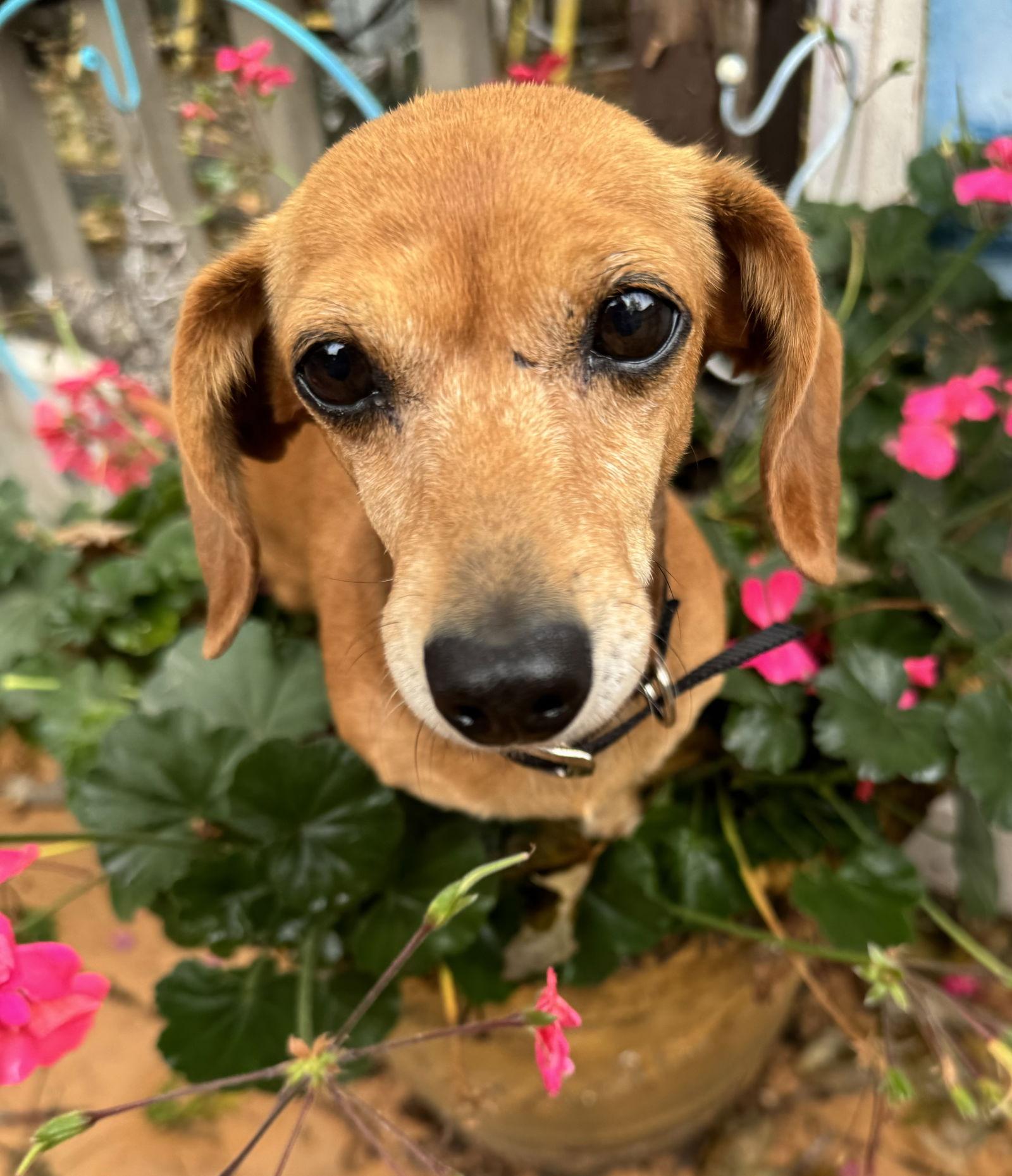 Enlarge Ellie, a Adopted Dachshund in Sioux Falls, SD image 1/3