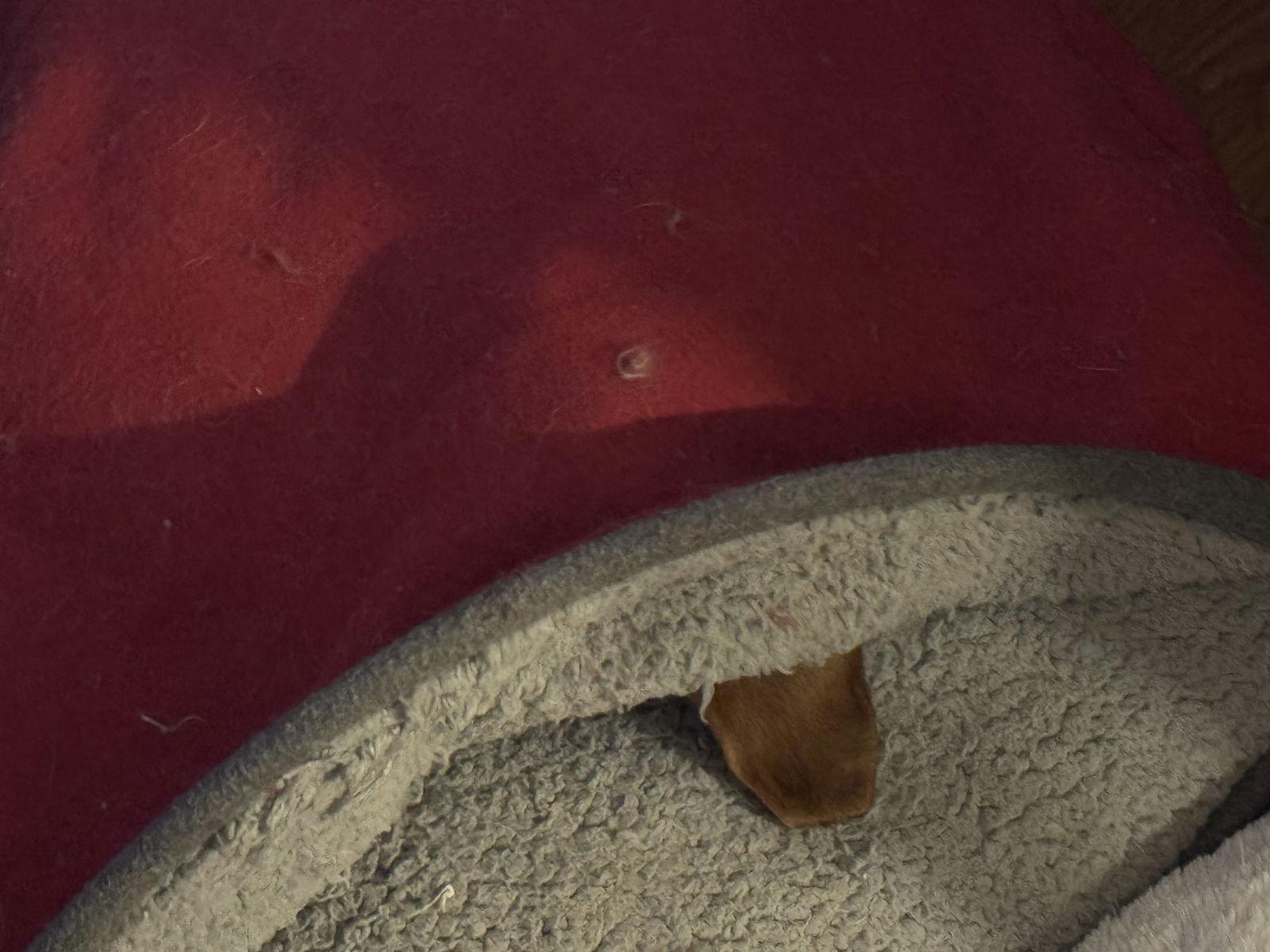 Enlarge Ellie, a Adopted Dachshund in Sioux Falls, SD image 3/3