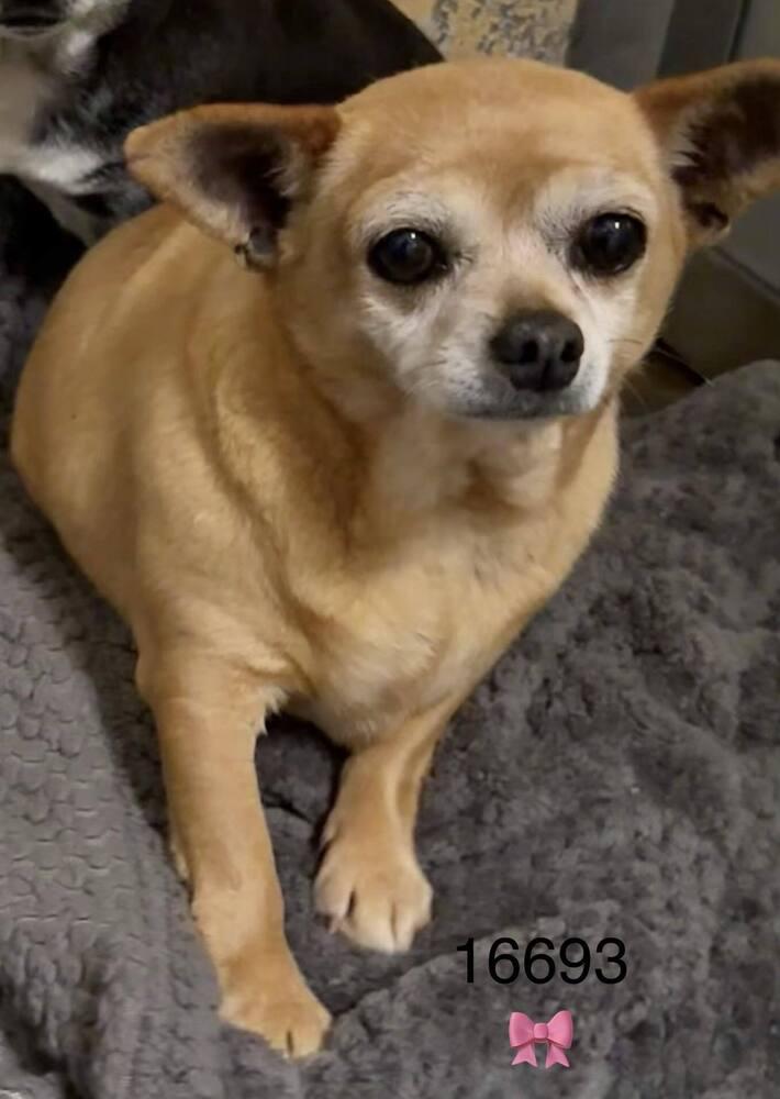 Enlarge Ophelia, a Adoptable Chihuahua in Fort Lupton, CO image 3/6