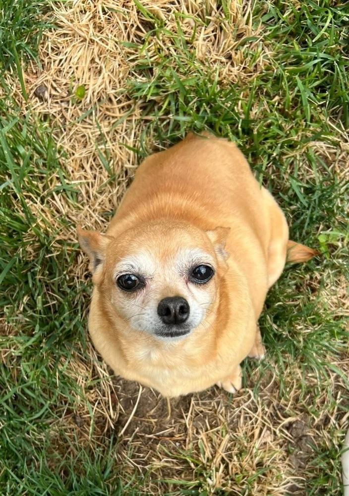 Enlarge Ophelia, a Adoptable Chihuahua in Fort Lupton, CO image 4/6