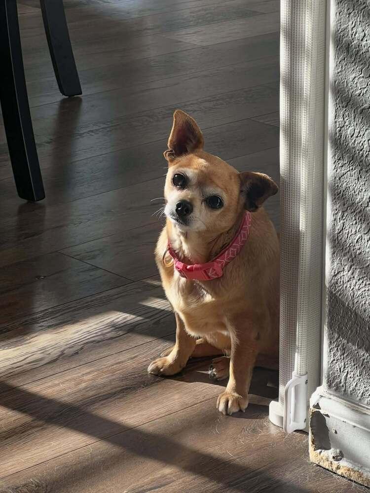 Enlarge Ophelia, a Adoptable Chihuahua in Fort Lupton, CO image 5/6