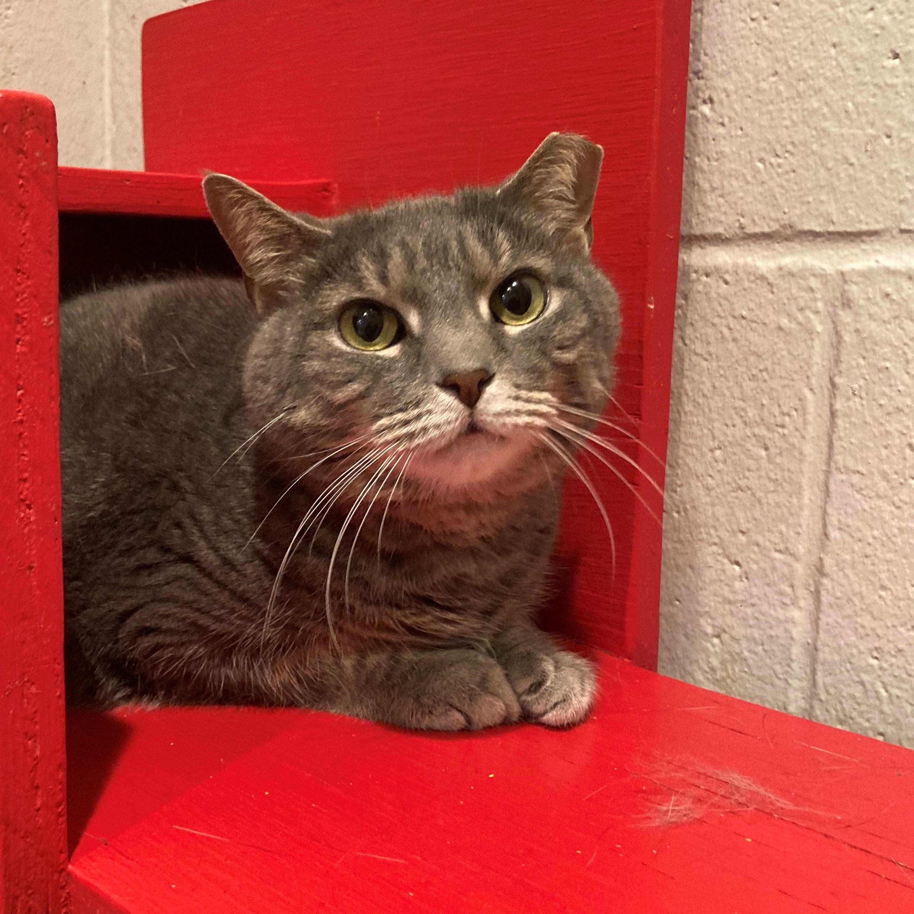 Madison, ADOPTABLE, Adult Female Domestic Short Hair.