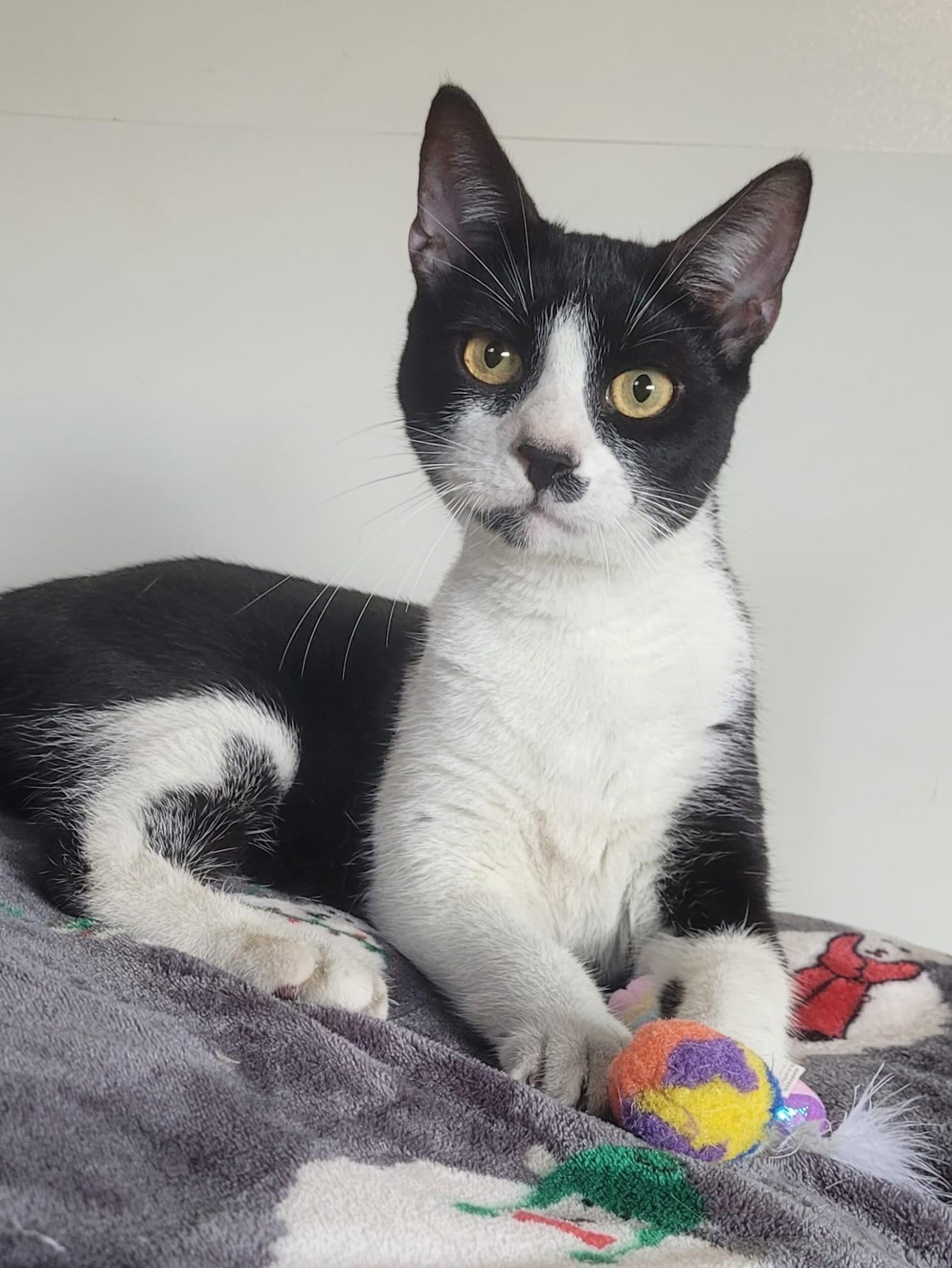 WINTER, a Adoptable American Shorthair in Yonkers, NY image 1/4