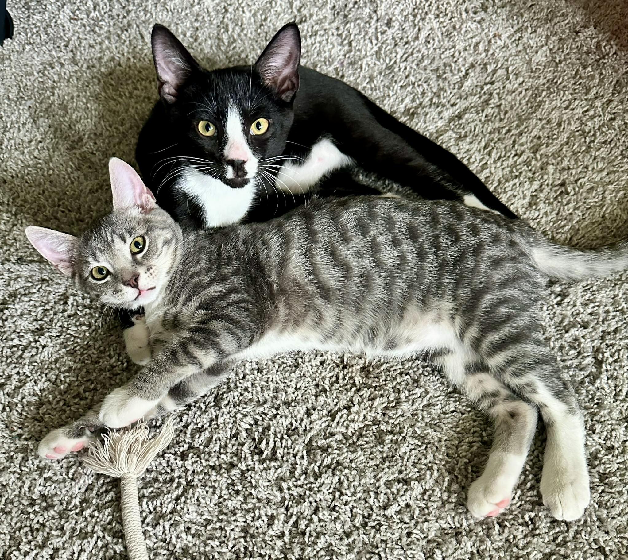 Pretty & Handsome (courtesy listing,bonded), Adopted, Kitten Male Domestic Short Hair & Tabby.