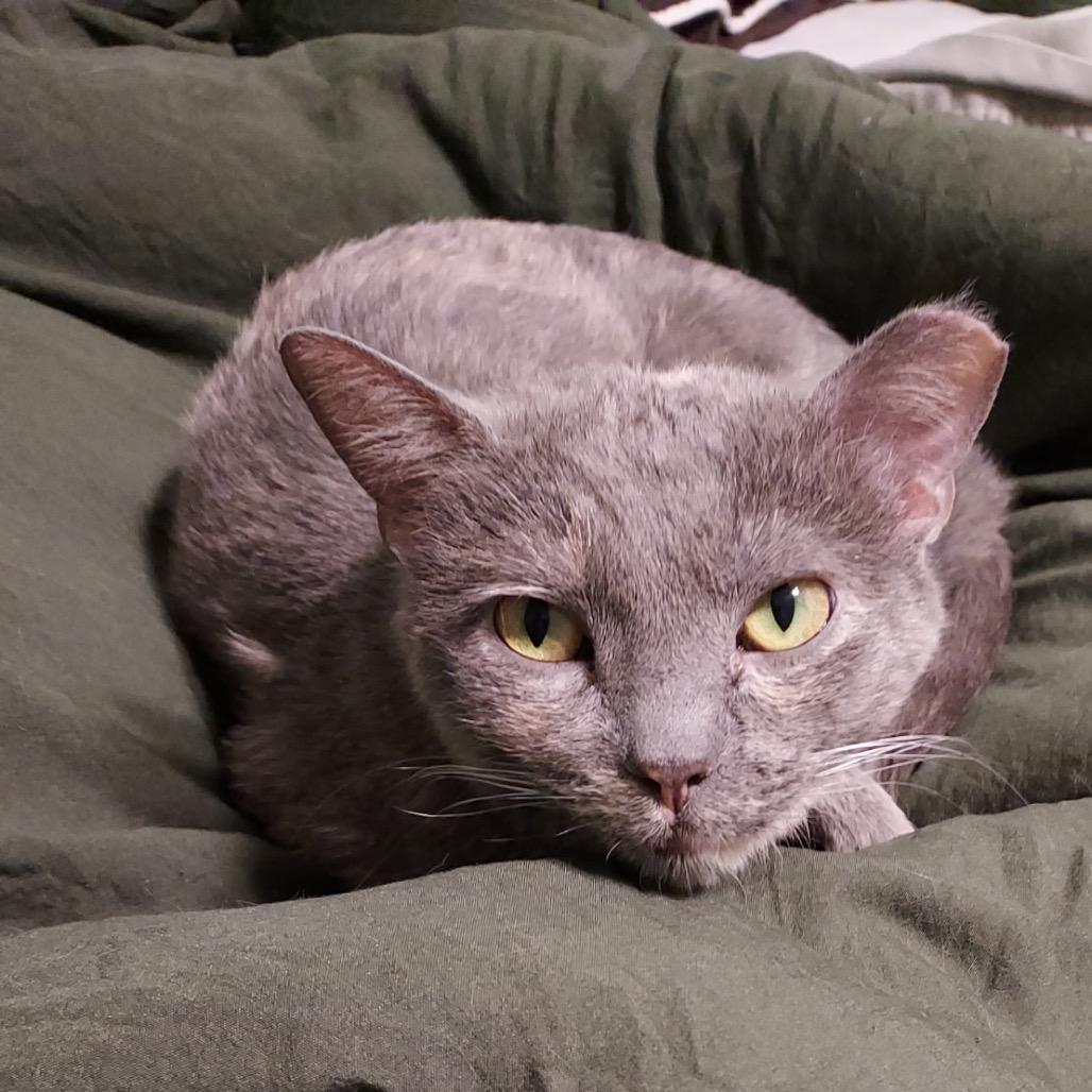 Enlarge Zee, a Adoptable Domestic Short Hair in Springfield, IL image 1/2