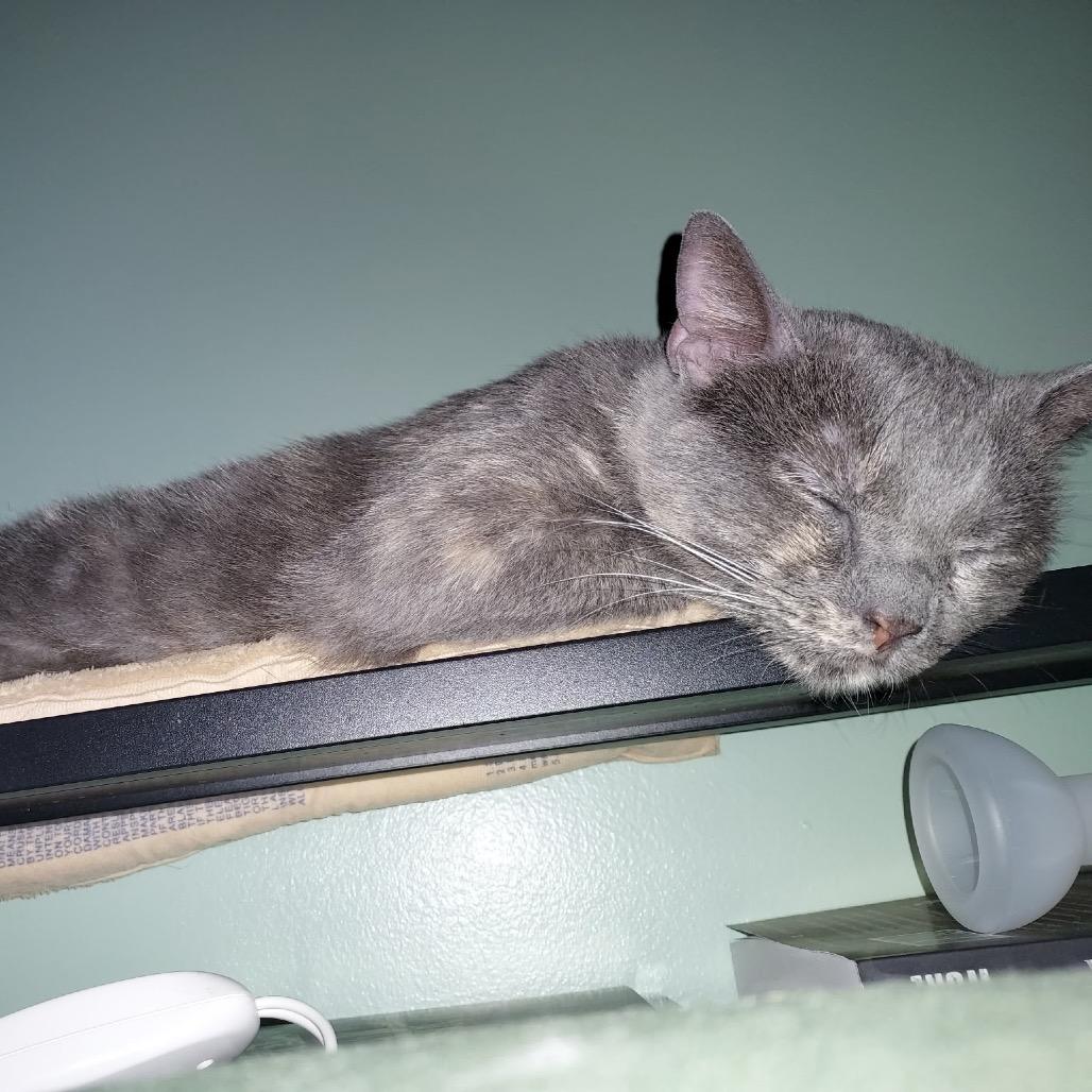 Enlarge Zee, a Adoptable Domestic Short Hair in Springfield, IL image 2/2