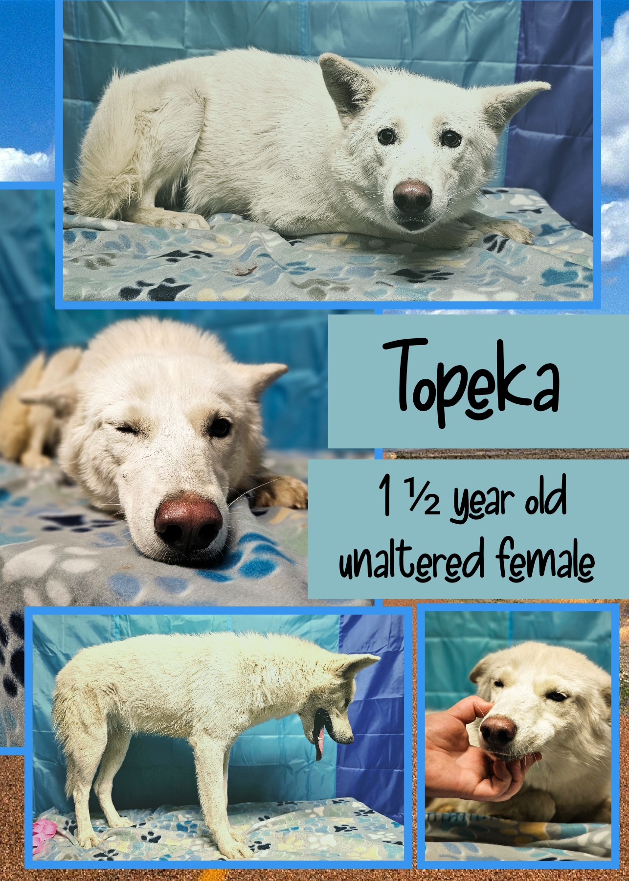 Enlarge Topeka , a Adoptable mixed breed in Kermit, TX image 1/1