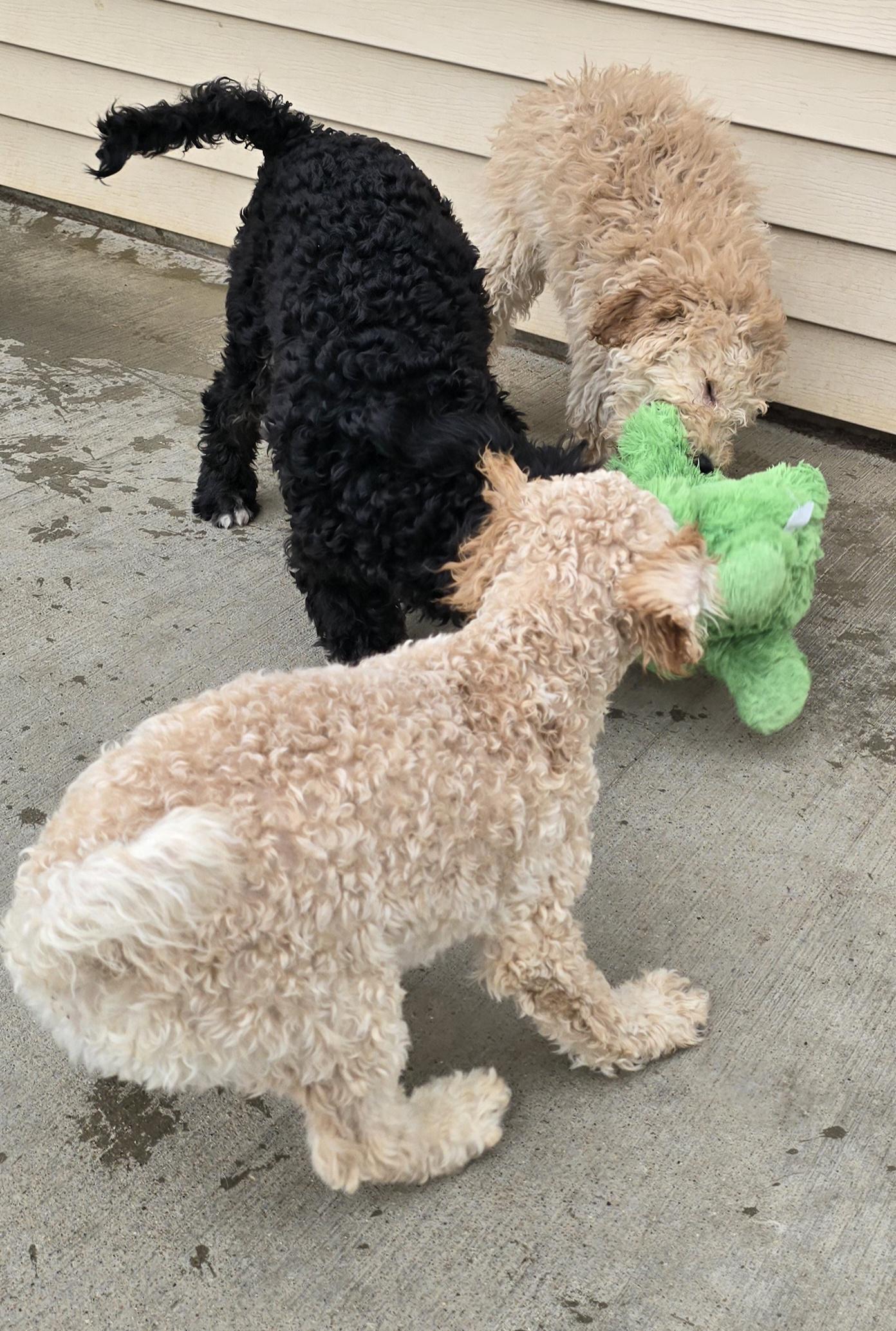 Enlarge Della, an adopted mixed breed in Terre Haute, IN image 6/6