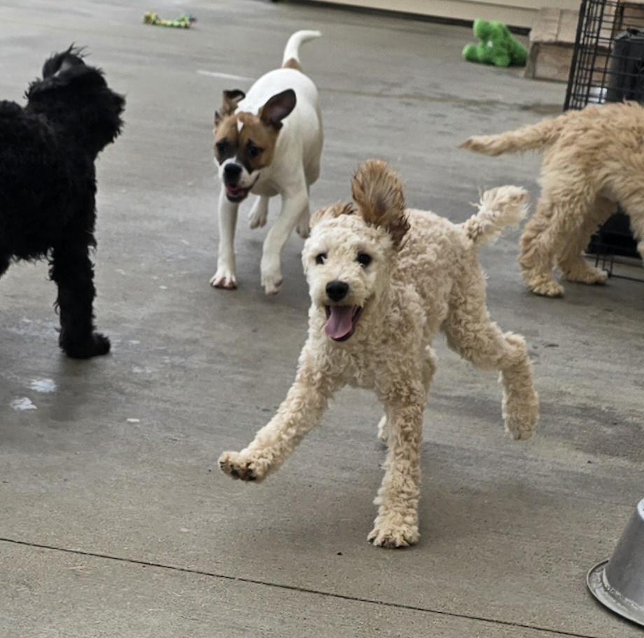 Enlarge Della, an adopted mixed breed in Terre Haute, IN image 2/6